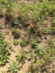 Papaver californicum