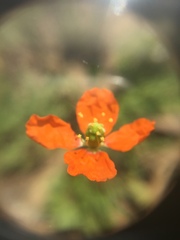 Papaver californicum