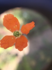 Papaver californicum