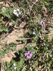 Glandularia quadrangulata