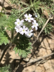 Glandularia quadrangulata