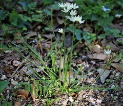 Nothoscordum bivalve