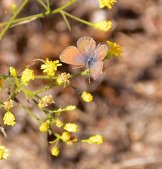 Leptotes marina