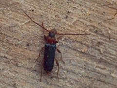 Phymatodes testaceus