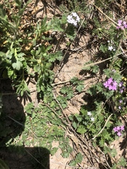 Glandularia quadrangulata