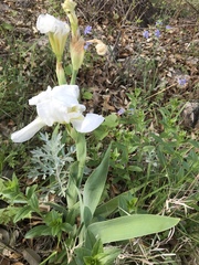 Iris albicans