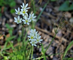 Nothoscordum bivalve