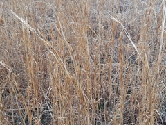 Andropogon virginicus virginicus