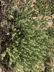 Lepidium austrinum