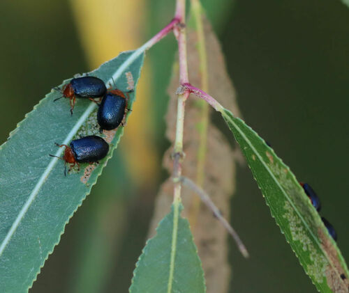 Plagiodera arizonae photo 4