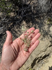 Stylocline gnaphaloides