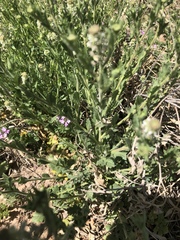 Lepidium austrinum