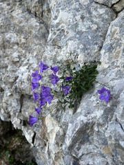 Campanula hercegovina