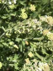 Lepidium austrinum