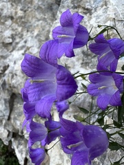 Campanula hercegovina, photograph Mirko Ubović, CC0, iNaturalist via GBIF