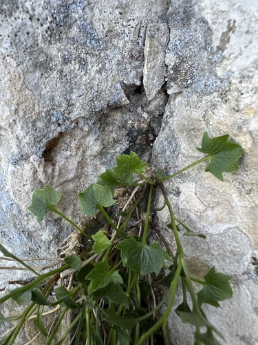 Campanula hercegovina, photograph 2