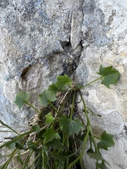 Campanula hercegovina, photograph Mirko Ubović, CC0, iNaturalist via GBIF