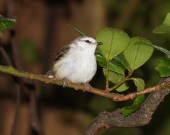 Gerygone albofrontata