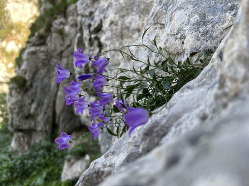 Campanula hercegovina, photograph 3