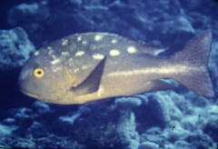 Midnight Snapper photo 3