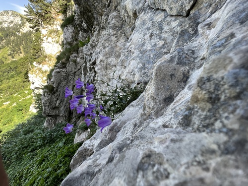 Campanula hercegovina, photograph 4