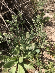 Lepidium lasiocarpum wrightii
