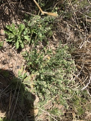 Lepidium lasiocarpum wrightii