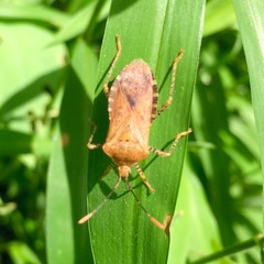 Anasa repetita