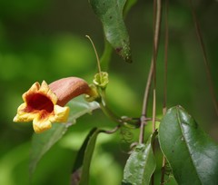 Bignonia capreolata
