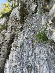 Campanula hercegovina, photograph Mirko Ubović, CC0, iNaturalist via GBIF