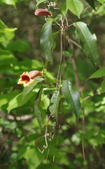 Bignonia capreolata