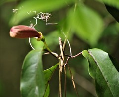Bignonia capreolata
