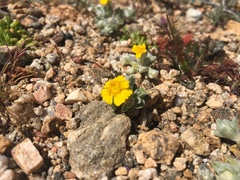 Eriophyllum wallacei