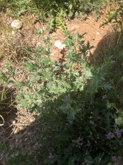 Lepidium lasiocarpum wrightii