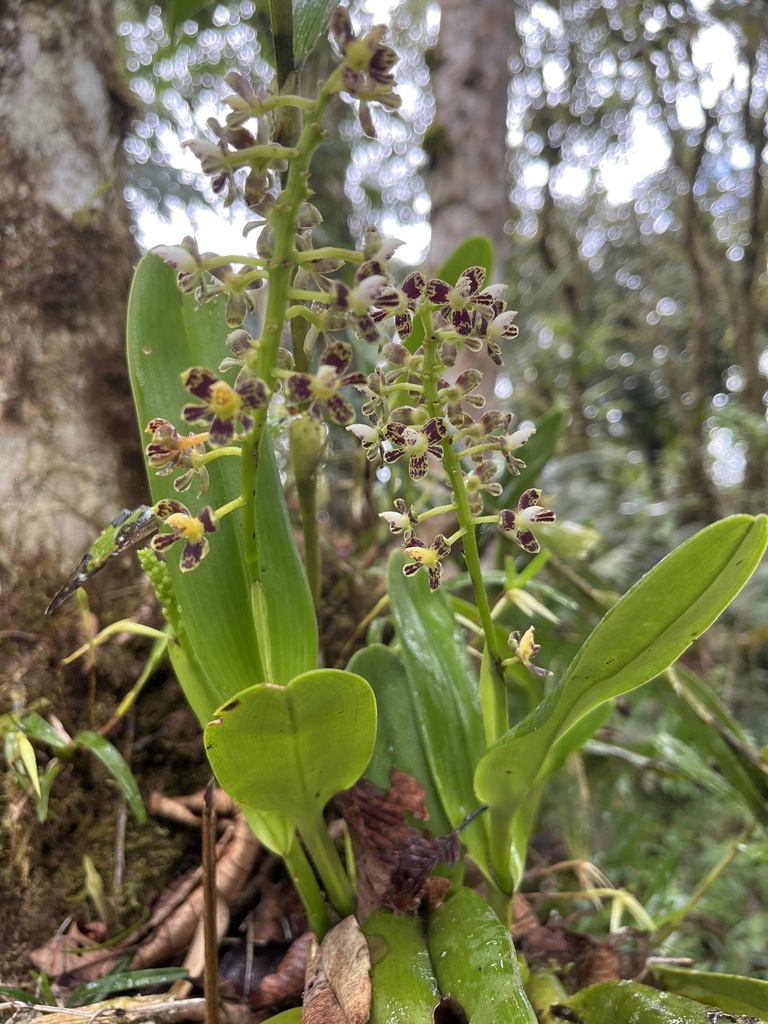 Epidendrum mancum Lindl.