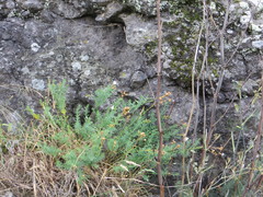 Linum monogynum monogynum