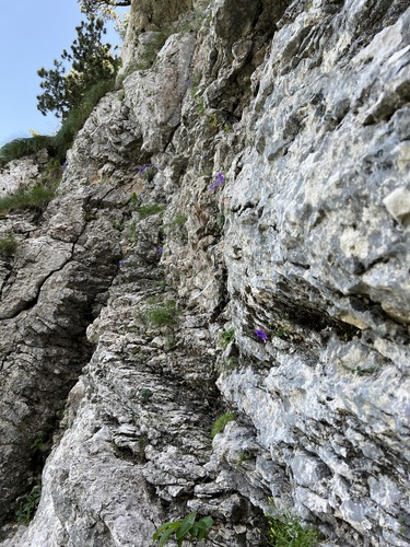 Campanula hercegovina, photograph 6