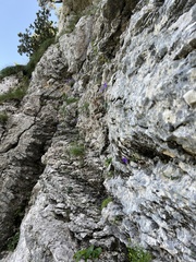 Campanula hercegovina, photograph Mirko Ubović, CC0, iNaturalist via GBIF