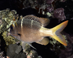 Monotaxis heterodon