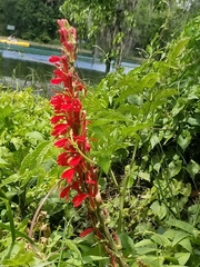 Lobelia cardinalis image