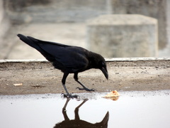 Corvus macrorhynchos culminatus