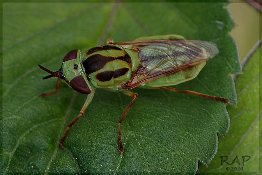 Hedriodiscus pulcher
