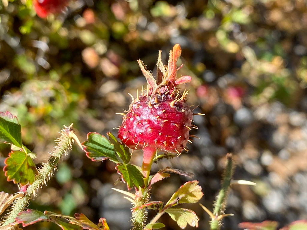 Rosa stellata; photograph (c) Kevin Floyd, some rights reserved (CC BY)