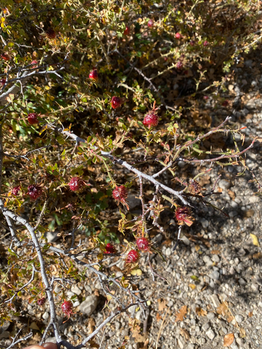 Rosa stellata, photograph 6