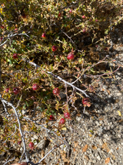 Rosa stellata, photograph (c) Kevin Floyd, some rights reserved (CC BY)