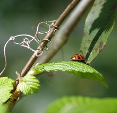 Harmonia axyridis