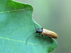 Anaesthetis testacea