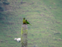 Leptosittaca branickii