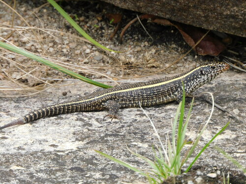 Common Giant Plated Lizard