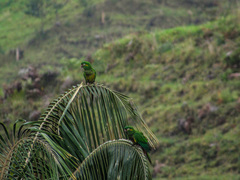 Leptosittaca branickii